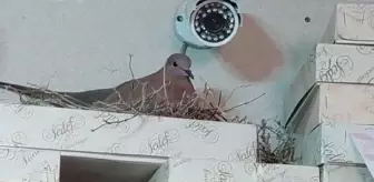 Anne kumru öyle bir yere yuva yaptı ki, görenler şaştı kaldı