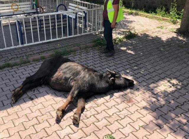 Kamyonetten kaçan manda şehri birbirine kattı