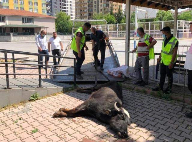 Kamyonetten kaçan manda şehri birbirine kattı