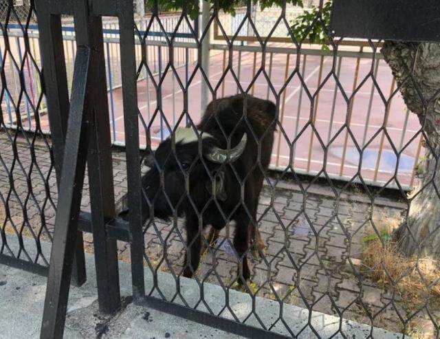 Kamyonetten kaçan manda şehri birbirine kattı