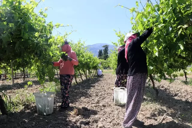 Manisa'da asma yaprağından ülke ekonomisine yıllık 1 milyon dolarlık katkı