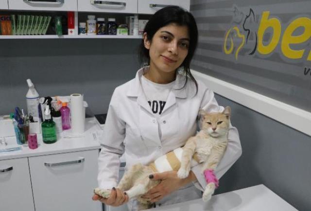 Cinsel saldırıya uğrayan kedi kanlar içinde bulundu! Cinsel saldırıya uğrayan kedi kanlar içinde bulundu!