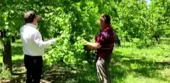 Kuraklık ve soğuk havanın 'Kağızman kayısısı'nda rekolteyi düşürmesi bekleniyor