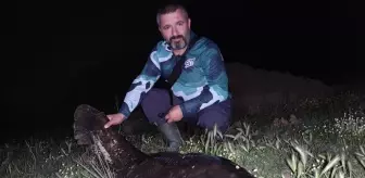 Tekirdağ'da dev yayın balığı yakalandı