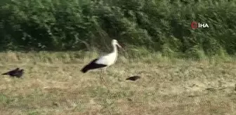 Çiftçi dostu leylekler iş başında