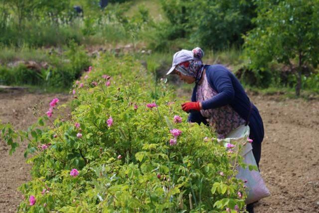 Dede mesleğini modern tesiste sürdürüyorlar! Gül yağının litresini 42 bin liradan ihraç ediyorlar