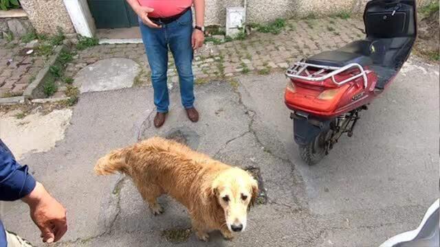 Dostluğu görenleri duygulandırdı! Köpek, hastaneye kaldırılan sahibini bir an olsun bırakmadı