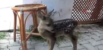 Köyde bulunan yavru karaca koruma altına alındı
