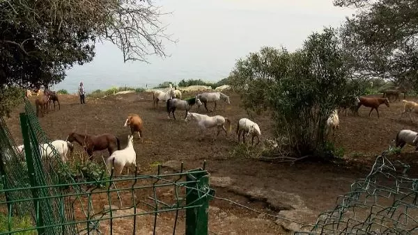 İBB'nin kayıp atlarının faturası Dörtyol Belediyesi Veteriner İşleri Müdürü'ne kesilecek! Memurluktan ihracı isteniyor