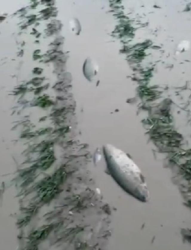 Tesisteki balıklar sel sularına kapıldı, vatandaşlar tarladan ürün yerine balık topladı