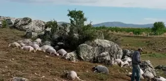 Burdur'da yıldırım isabet eden 23 koyun telef oldu