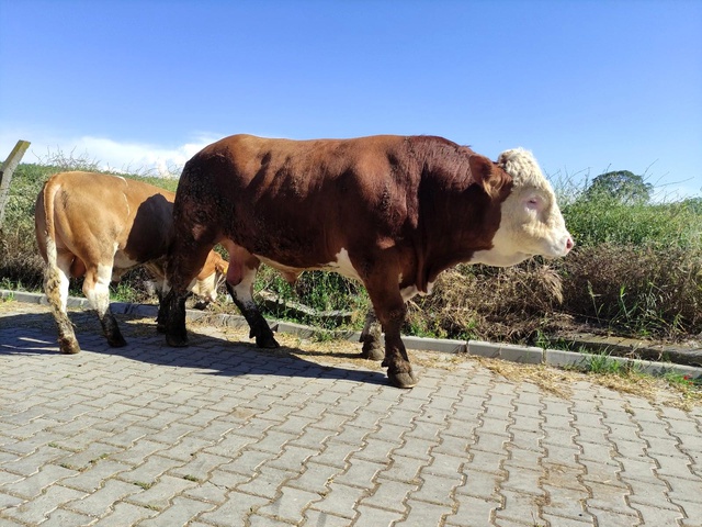Çıktığı baskülü kıran 1 ton 150 kilogramlık boğa, ikinci el otomobil fiyatına alıcısını bekliyor Çıktığı baskülü kıran 1 ton 150 kilogramlık boğa, ikinci el otomobil fiyatına alıcısını bekliyor