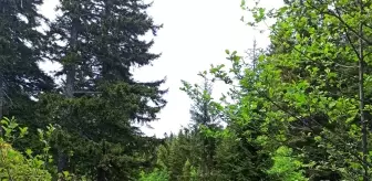 Gümüşhane'de kayıp kişiyi bulmak için arama çalışmaları devam ediyor