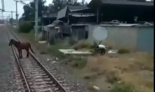 'İnsanlık ölmemiş' dedirten olay! Hızla giden treni durdurup, raylardaki atı kenara çekti