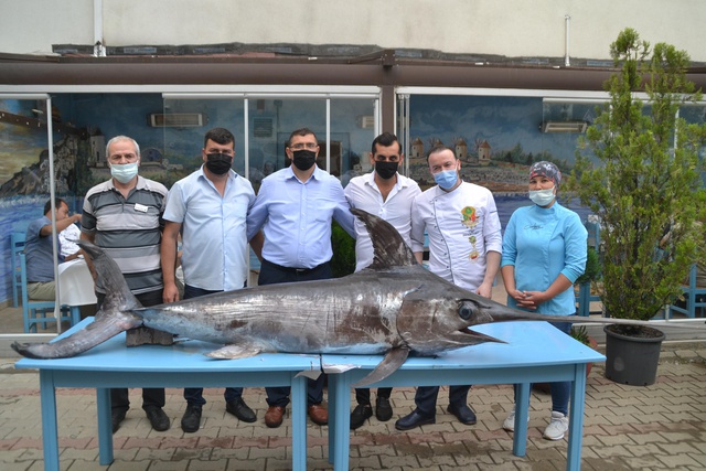 Saros Körfezi'nde yakalanan 3 metrelik kılıç balığını görenler telefona sarıldı
