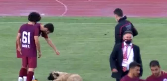 Sevimli köpek önce futbolcularla antrenman yaptı sonra sahadan çıkmadı