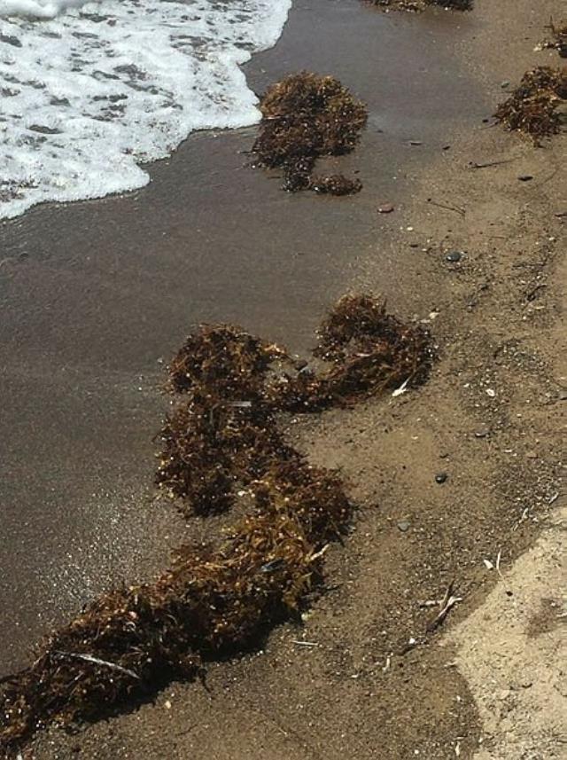 Deniz salyası bitmeden yeni kabus! Ege kıyılarını çürümüş yumurta gibi kokan yosunlar sardı
