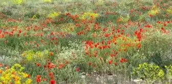 Son dakika haberi! Gelincikler görsel şölen sunuyor