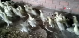 Huzuru ve para kazanmanın yolunu 'Mast' kazı üretiminde buldu