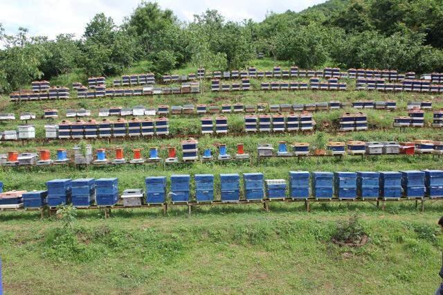 Lakabı 'katil' olan gal arısı Kastamonu'da görüldü