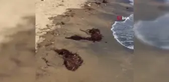 Marmara'da deniz salyası, İzmir'de Sargassum tehdidi