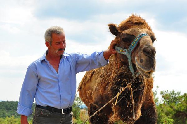 Şampiyon dövüşçü deve kurban için 40 bin liradan satışa çıktı