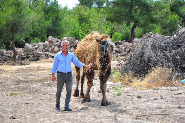 Şampiyon dövüşçü deve kurban için 40 bin liradan satışa çıktı