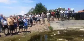 Dikili'de mandıra kirliliği isyanı