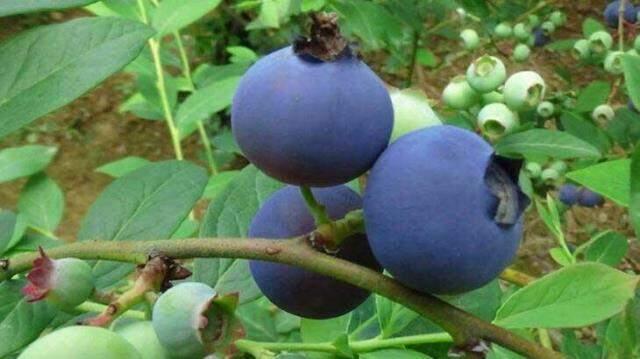 TRABZON'DA YABAN MERSİNİ EKTİ, YILLIK 100 BİN TL KAZANIYOR