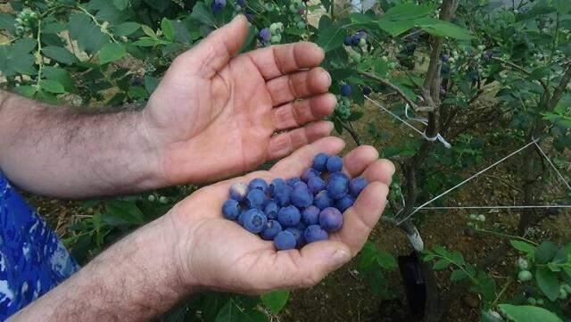 TRABZON'DA YABAN MERSİNİ EKTİ, YILLIK 100 BİN TL KAZANIYOR