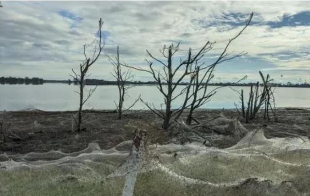 Avustralya, fare istilasından kurtulamadan yeni bir felaketle karşı karşıya! Her yeri örümcek ağı sardı