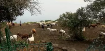 Kayıp atları, İnsan Kaynakları ve Eğitim Müdürlüğü talep etmiş