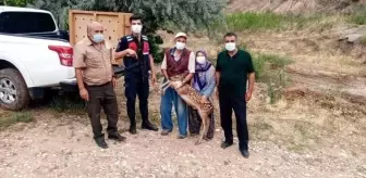 Nallıhan'da yavru ceylan köpeklerin elinden son anda kurtarıldı