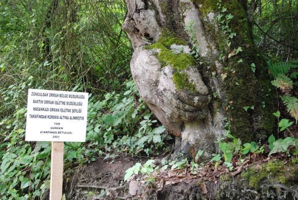 Ağaçtaki deseni gören hayran kalıyor! Orman İşletme Şefliği koruma altına aldı
