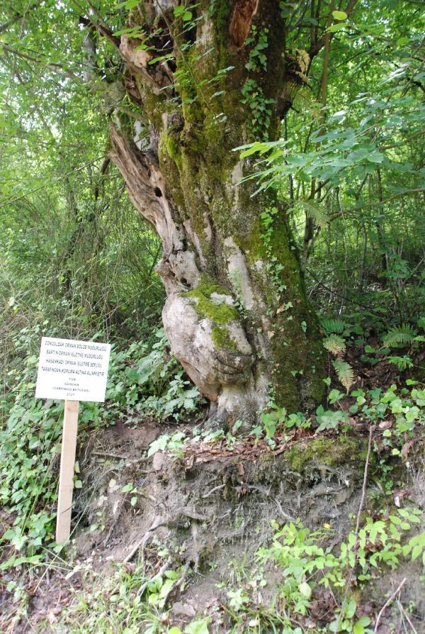 Ağaçtaki deseni gören hayran kalıyor! Orman İşletme Şefliği koruma altına aldı