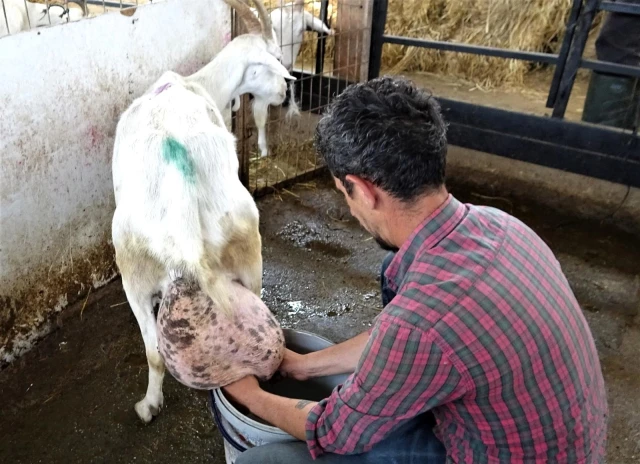 Sahibi büyük şaşkınlık yaşadı! Beslediği keçi bir günde ağırlığının yarısı kadar süt vererek rekor kırdı