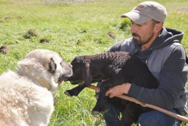 Çektiği videolarla fenomen olan çoban, sosyal medyadan ayda 5 ila 20 bin lira arasında kazanıyor