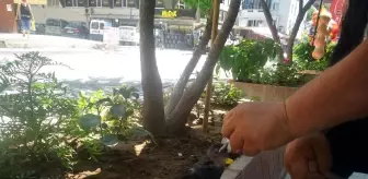 Yaralı kargaya esnaf sahip çıktı