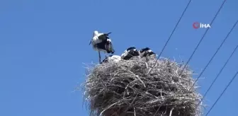 Gülgez leylek bu kez yavrularını büyüttü