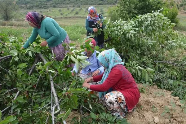 Bahçede 2 lira olan kiraz tezgahta 15 lira! Duruma isyan eden çiftçi ağaçlarını kesmeye başladı