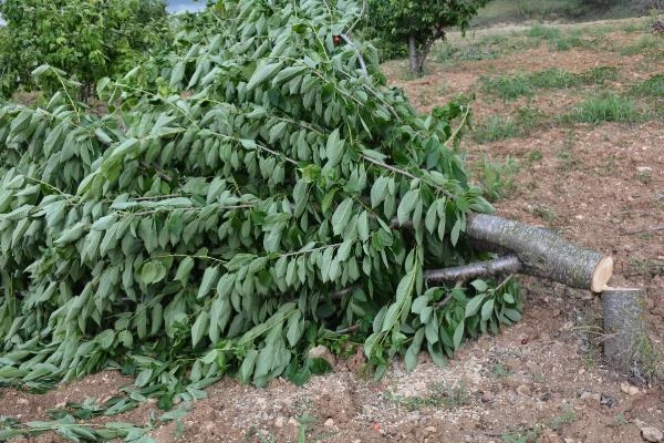 Bahçede 2 lira olan kiraz tezgahta 15 lira! Duruma isyan eden çiftçi ağaçlarını kesmeye başladı