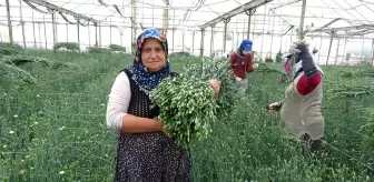 Köyden Hollanda ve İngiltere'ye karanfil ihracatı