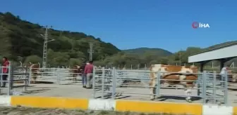 Posof hayvan pazarı yeniden açıldı