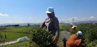 Tıbbi ve Aromatik Bitkiler Bahçesi'nde ilk hasat yapıldı