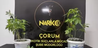 Çorum'da uyuşturucu operasyonu