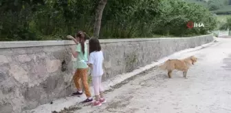 Ordu'da iki kız kardeş hazırladıkları afişlerle kaybolan ördeklerini arıyor