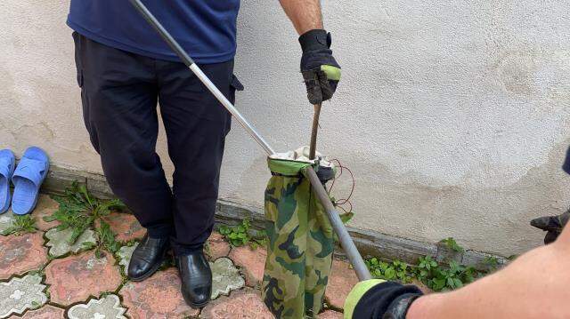 Bir anlık dikkati ailesini tehlikeden korudu! Zehirli sarı yılan, saklandığı bahçede yakalandı Bir anlık dikkati ailesini tehlikeden korudu! Zehirli sarı yılan, saklandığı bahçede yakalandı
