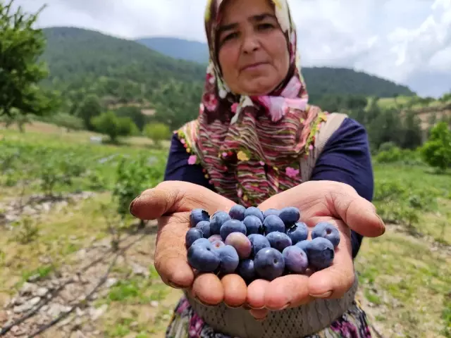 3 yıl önce 5 dönüm arazisine nadir bulunan bu meyveyi ekti, bu yıl 250 bin lira kazanacak