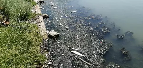 Büyükçekmece Gölü'nün rengi değişti, ölü balıklar kıyıya vurdu