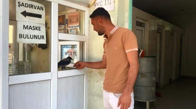 Daha hesabı şaşırdığı görülmedi! Kasiyer karganın çalışkanlığı hayrete düşürüyor